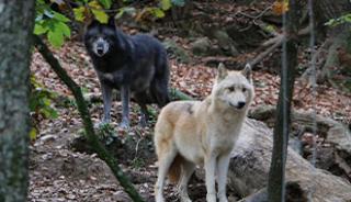 Le parc zoologique de Saint-Martin La Plaine