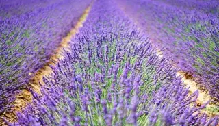 La Provence Verte