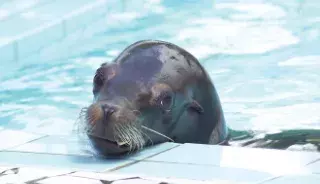 Le zoo de la Palmyre